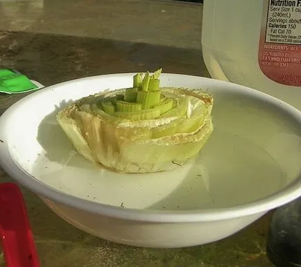 13 produse pe care le pot creste la domiciliu