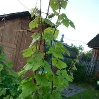 5 motive pentru care un copil nu spune (a) 5 motive pentru care un copil nu spune
