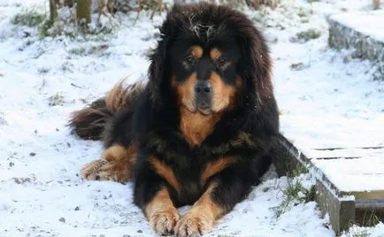30 rase rare și exotice de câini