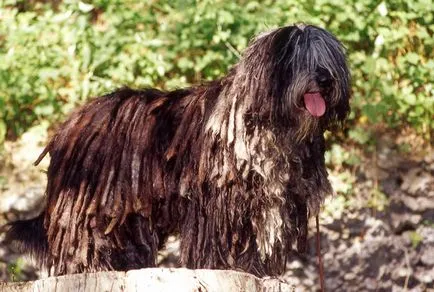 30 rase rare și exotice de câini