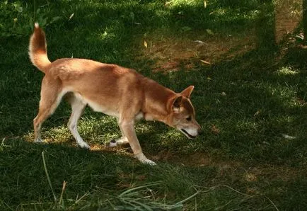 30 rase rare și exotice de câini