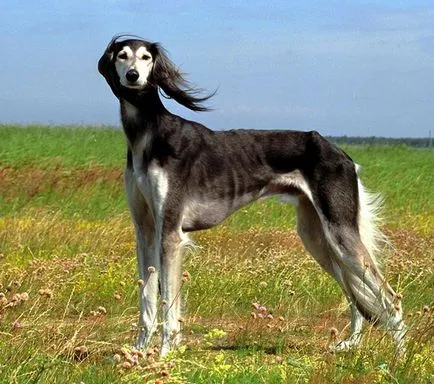 30 rase rare și exotice de câini