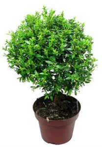 6 Cele mai bune plante pentru pepinieră care plantele nu sunt adecvate pentru copii de plante-volatile (copii) 6 Cele mai bune plante pentru pepinieră care plantele nu sunt adecvate pentru copii de plante-volatile