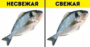 6 Plămânii rețete pentru gătit cu copii (reteta) 6 rețete Plămânii pentru gătit cu copii