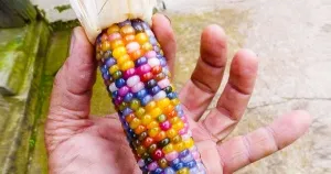 6 Plămânii rețete pentru gătit cu copii (de gătit) 6 rețete Plămânii pentru gătit cu copii