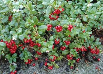 7 Cel mai bun de titluri fructe de pădure, proprietăți utile, avantaje și dezavantaje (fructe de pădure) 7 Cele mai bune nume fructe de pădure, proprietăți utile, avantaje și dezavantaje