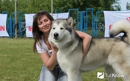 Malamutul caracteristici de câine de rasă