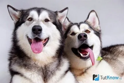 Malamutul caracteristici de câine de rasă