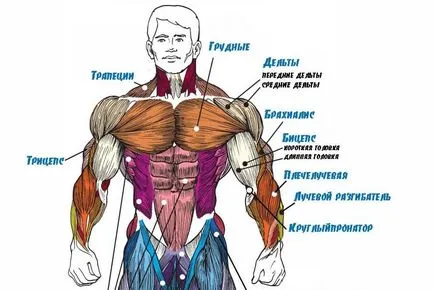 9 Erori, de ce nu poate pompa muschii de mana (mana) 9 Erori, de ce nu poate pompa muschii de mana