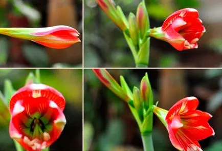 Amaryllis - îngrijire în normele de plantare de origine, conținutul este capabil să înflorească și pace, (condiții) Amaryllis - îngrijire în normele de plantare de origine, conținutul este capabil să înflorească și restul,