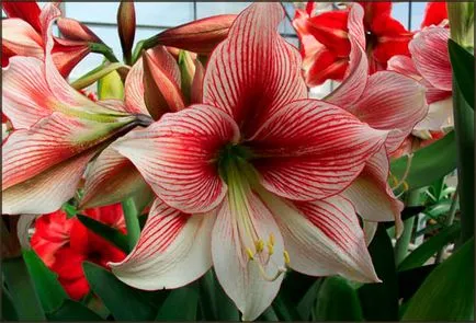 Amaryllis - îngrijire în normele de plantare de origine, conținutul este capabil să înflorească și pace, (condiții) Amaryllis - îngrijire în normele de plantare de origine, conținutul este capabil să înflorească și restul,