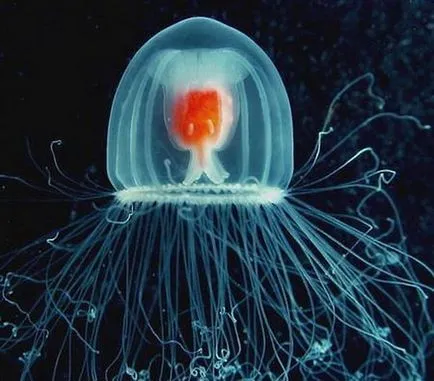 Dar există lumină la creaturi nemuritoare (nemuritor) Dar există lumină la creaturi nemuritoare
