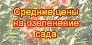 Aroma de trandafiriu miros tentă de flori Reginei, plante, peisaj, assbud