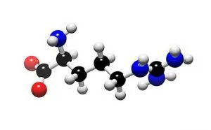 Ornitina aminoacid neesential, dar este necesar pentru om