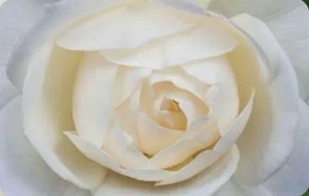 Aroma de trandafiriu miros tentă de flori Reginei, plante, peisaj, assbud
