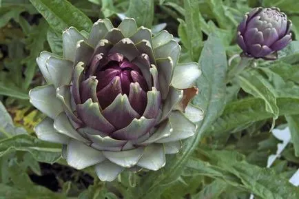 Artichoke - proprietăți și contraindicații utile (anghinare) Artichoke - proprietăți utile și contraindicații