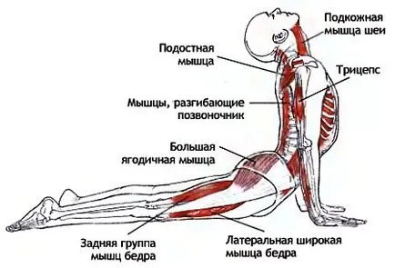 Asana Urdhva Mukha shvanasana (asana) Asana urdhva Mukha shvanasana