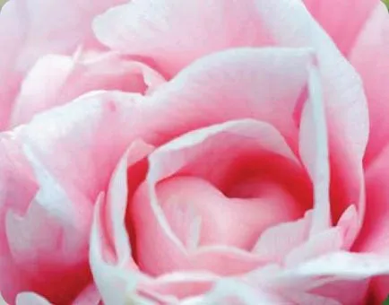 Aroma de trandafiriu miros tentă de flori Reginei, plante, peisaj, assbud