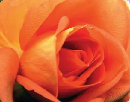 Aroma de trandafiriu miros tentă de flori Reginei, plante, peisaj, assbud