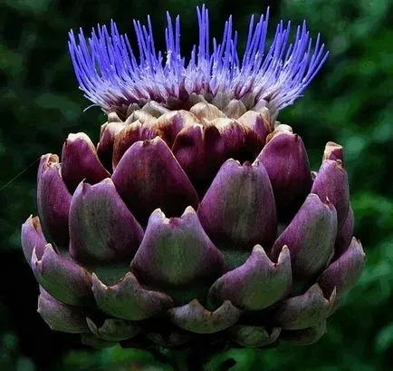 Artichoke - proprietăți și contraindicații utile (contraindicații) Artichoke - proprietăți utile și contraindicații