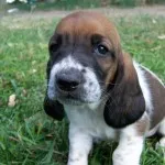 Descrierea Teckel a naturii, boala, îngrijire și întreținere (Dachshund) Descrierea Teckel a naturii, boala, îngrijire și întreținere