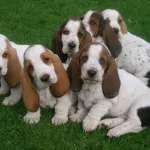 Descrierea Teckel a naturii, boala, îngrijire și întreținere (Dachshund) Descrierea Teckel a naturii, boala, îngrijire și întreținere
