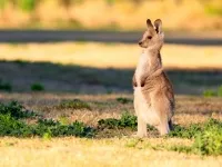 cangur australian