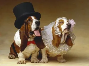 Descrierea Teckel a naturii, boala, îngrijire și întreținere (Dachshund) Descrierea Teckel a naturii, boala, îngrijire și întreținere