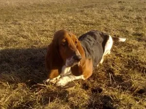 Teckel - descriere rasa, poze, pret de ingrijire catelus, „da laba“ (Dachshund) Teckel - descriere rasa, poze, pret de ingrijire catelus, „da laba“