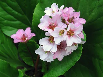 crassifolia