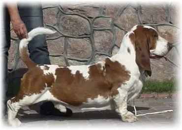 Basset, fotografie, îngrijire și descriere, caracteristici, dieta si boala Basset rasa