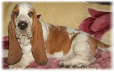 Basset, fotografie, îngrijire și descriere, caracteristici, dieta si boala Basset rasa