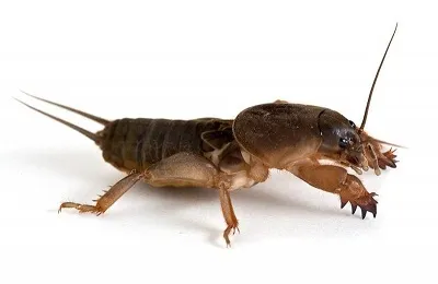 utilizarea din Asia de cricket TB ca un medicament și ghidurile de tratament (din Asia) utilizarea de cricket TB din Asia ca un medicament și ghidurile de tratament