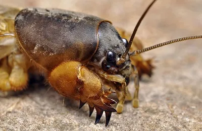 utilizarea din Asia de cricket TB ca un medicament și ghidurile de tratament (crichet) utilizarea de cricket TB din Asia ca un medicament și ghidurile de tratament
