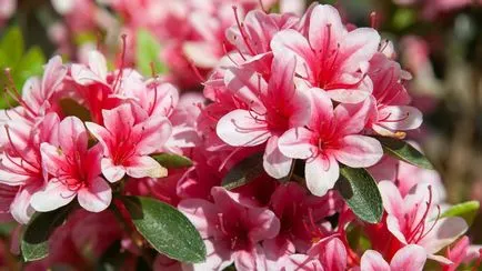 Azaleea in azalee de plantare acasă cum să aibă grijă de flori azalee fotografie