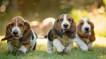 Basset Hound - Descriere Rasă, fotografie, caracteristicile rasei și recenzii (Basset) Basset Hound - Descriere Rasă, fotografie, caracteristicile rasei si recenzii