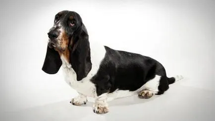 Basset Hound - Descriere Rasă, fotografie, caracteristicile rasei și recenzii (foto) Basset Hound - Descriere Rasă, fotografie, caracteristicile rasei si recenzii
