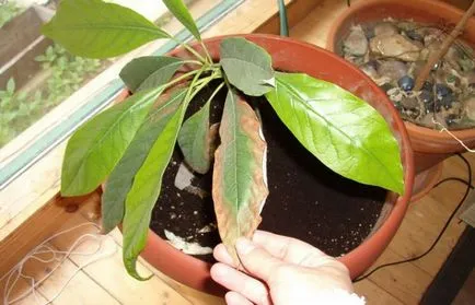 Avocado din oase acasă, cum să planteze și să crească