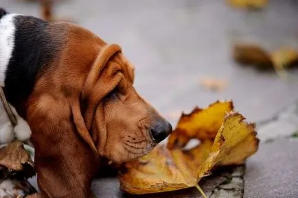 Basset Hound - Descriere Rasă, fotografie, caracteristicile rasei și recenzii (Hound) Basset Hound - Descriere Rasă, fotografie, caracteristicile rasei si recenzii