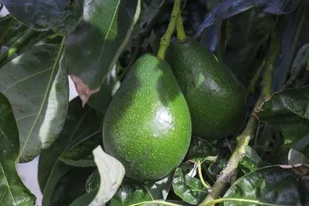 Avocado din oase acasă, cum să planteze și să crească
