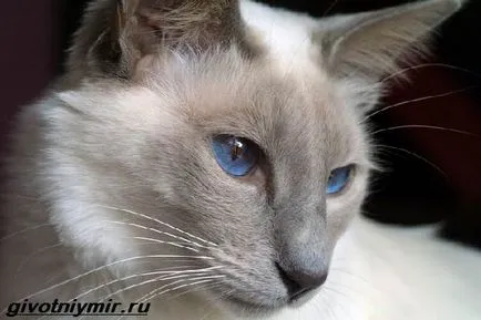 pisica balineză