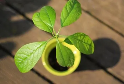 Avocado din oase acasă, cum să planteze și să crească