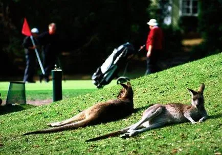 cangur australian
