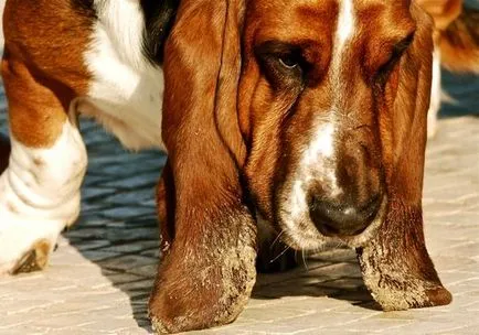 Basset Hound - Descriere Rasă, fotografie, caracteristicile rasei și recenzii (Basset) Basset Hound - Descriere Rasă, fotografie, caracteristicile rasei si recenzii
