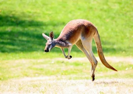 cangur australian