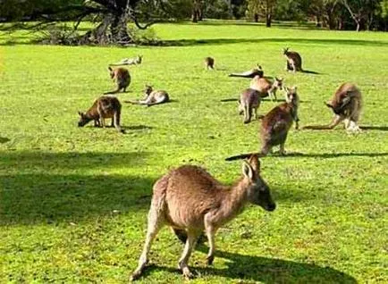 cangur australian
