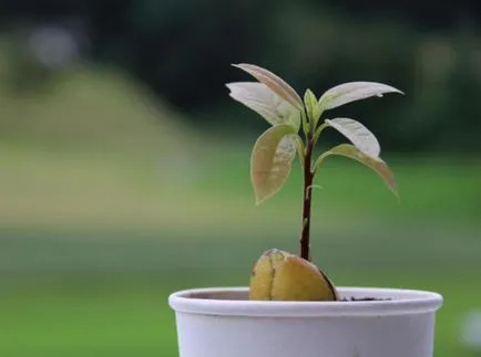 Avocado din oase acasă, cum să planteze și să crească
