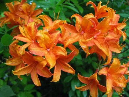 Azaleea in azalee de plantare acasă cum să aibă grijă de flori azalee fotografie