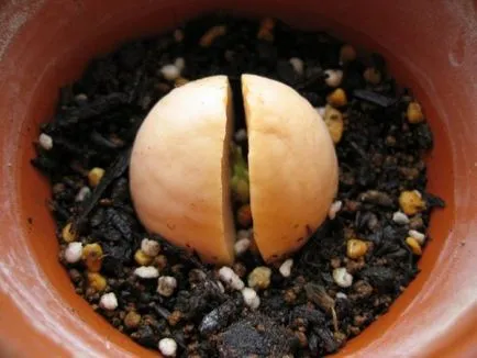 Avocado din oase acasă, cum să planteze și să crească
