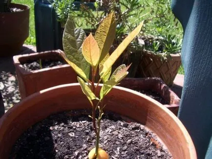 Avocado din oase acasă, cum să planteze și să crească